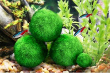 Carica l'immagine nel visualizzatore di Gallery, 4 palline di muschio gigante Marimo LUFFY, esteticamente belle e creano un...
