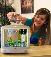 Carica l'immagine nel visualizzatore di Gallery, 4 palline di muschio gigante Marimo LUFFY, esteticamente belle e creano un...
