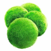 Carica l'immagine nel visualizzatore di Gallery, 4 palline di muschio gigante Marimo LUFFY, esteticamente belle e creano un...